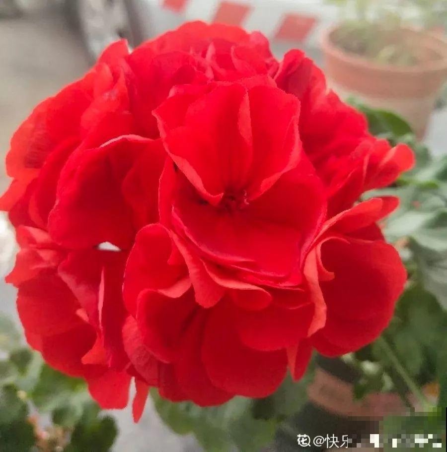 这花开完别剪，留个种最金贵，撒下能活一大片！
