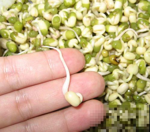 不想去超市人挤人买菜，不如在家发点绿豆芽，两三天就搞定！