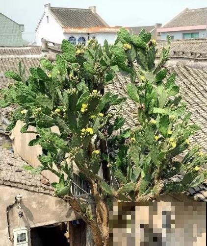仙人掌结果还能吃？刷新了对仙人掌的认识……