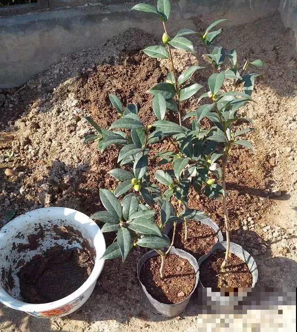 3棵茶花绑一绑，1年变成大老桩，懒人也能养成！