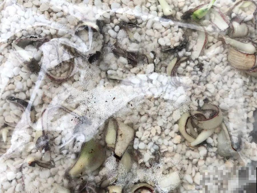 姐姐种的花一直没动静，根上长个黑窟窿，难怪不开花！