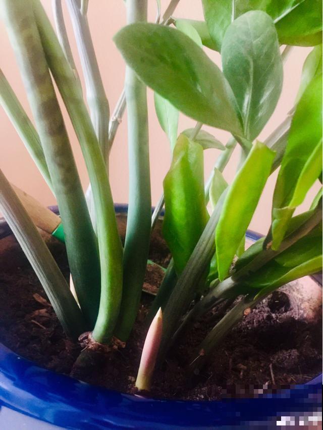 一次疫情，荒芜不了整个春天，阴霾会过去，鲜花也会盛开！