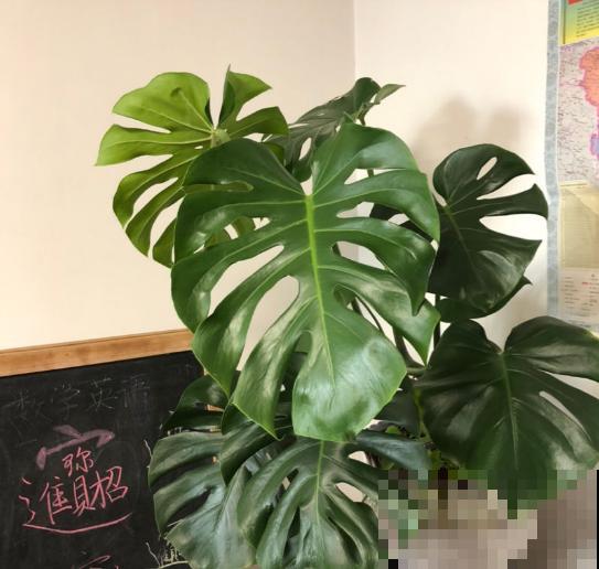 细菌最怕5种花，家里养一盆，全家都健康！