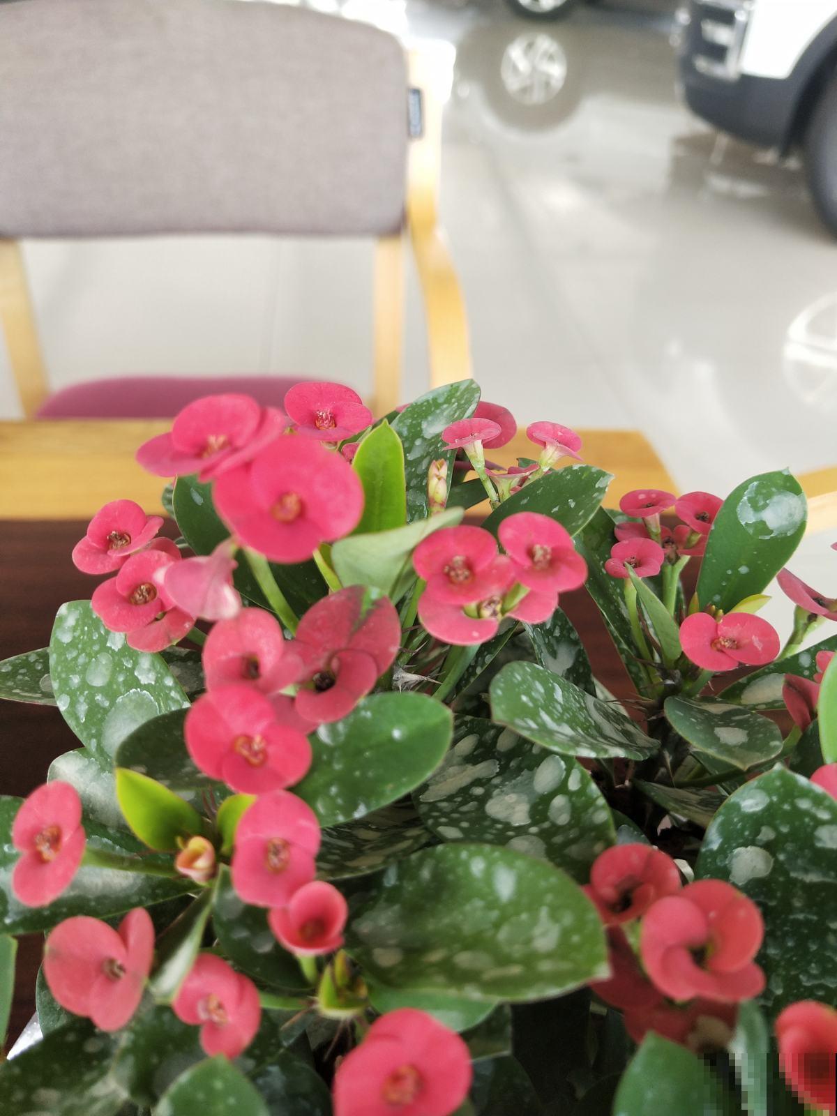 这花真是个“劳模”，一年能开10个月，谁看了都羡慕