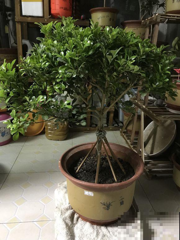 家里有这花，不能乱换盆，换完叶子哗哗掉！