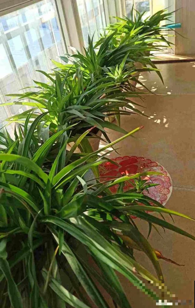 特能吃土的花，抓紧时间换盆，晚了就不开花