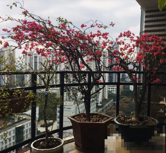有一个超级喜欢养花的老婆，是种怎样的体验？