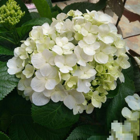 家里这花太神奇，开花后会变颜色，跟颜料染过似的！