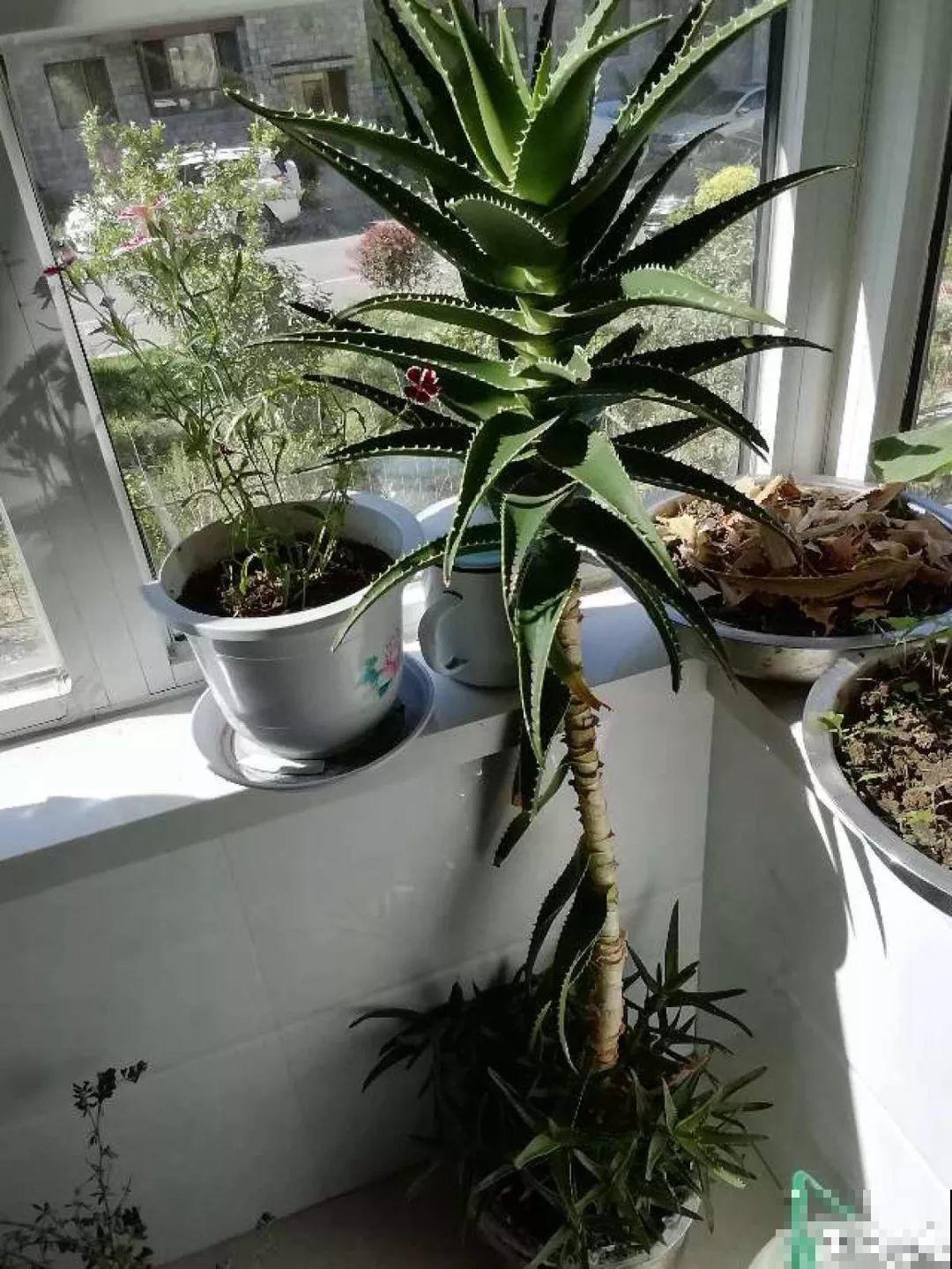 25年的芦荟，长成胳膊粗大老桩，年年开出“吉祥花”！