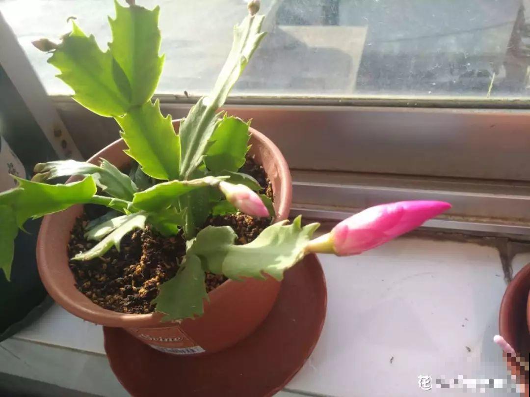 蟹爪兰光长叶子不见花？一掐一喷，半个月后就能开！
