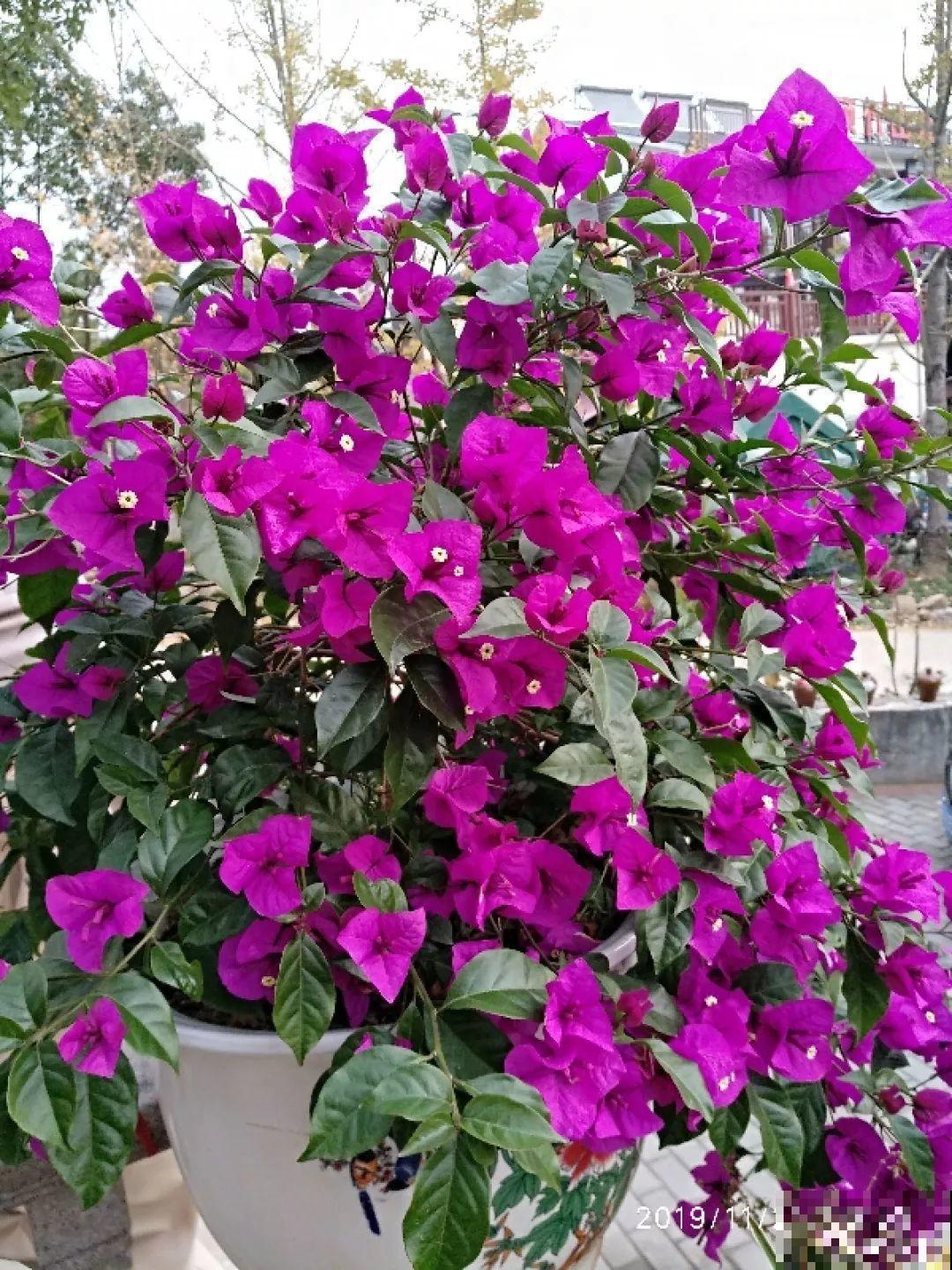 3棵茶花绑一绑，1年变成大老桩，懒人也能养成！