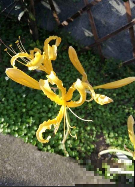 家里种棵石蒜花，开花美艳绝伦，爱上了！