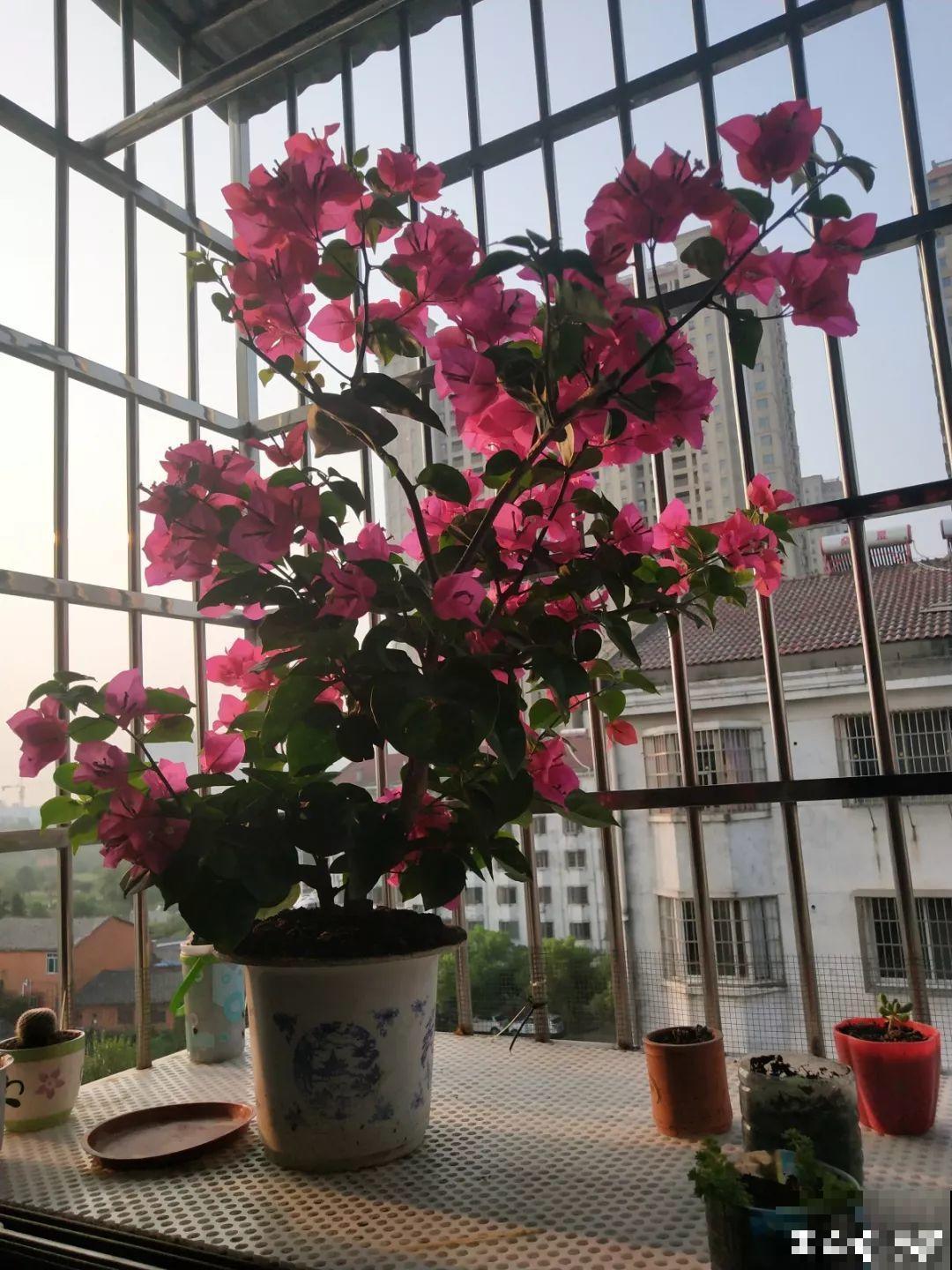 小窗台上养花，盆盆都开爆，比大院子还厉害！