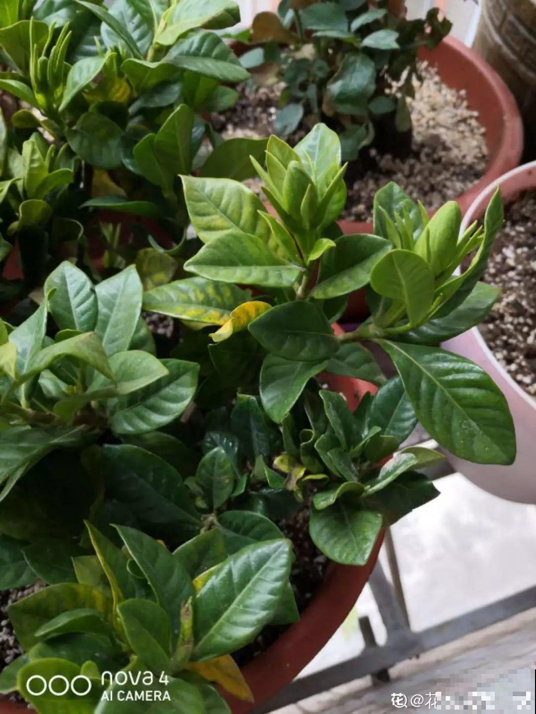 小心点，给花浇上84消毒液，直接活不过3天！