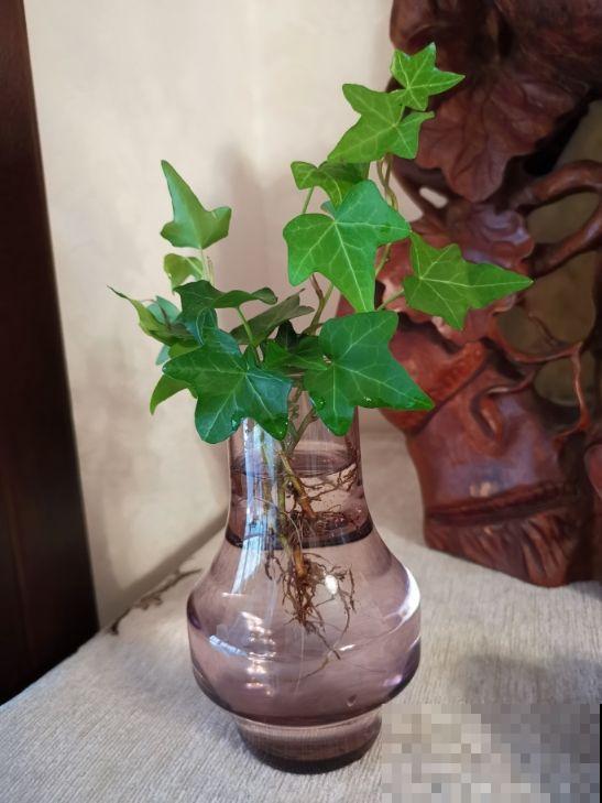 这花真省心，掐个枝条插水里，半个月就窜出新芽