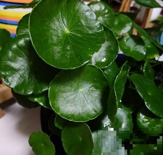 2种液体擦叶子，叶片跟打蜡似的，光泽感十足！