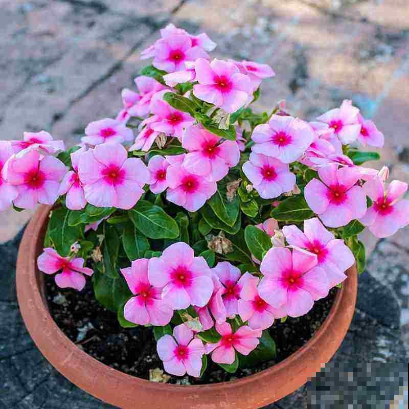 家里养这12种花，每个月开一盆，一整年都有花看