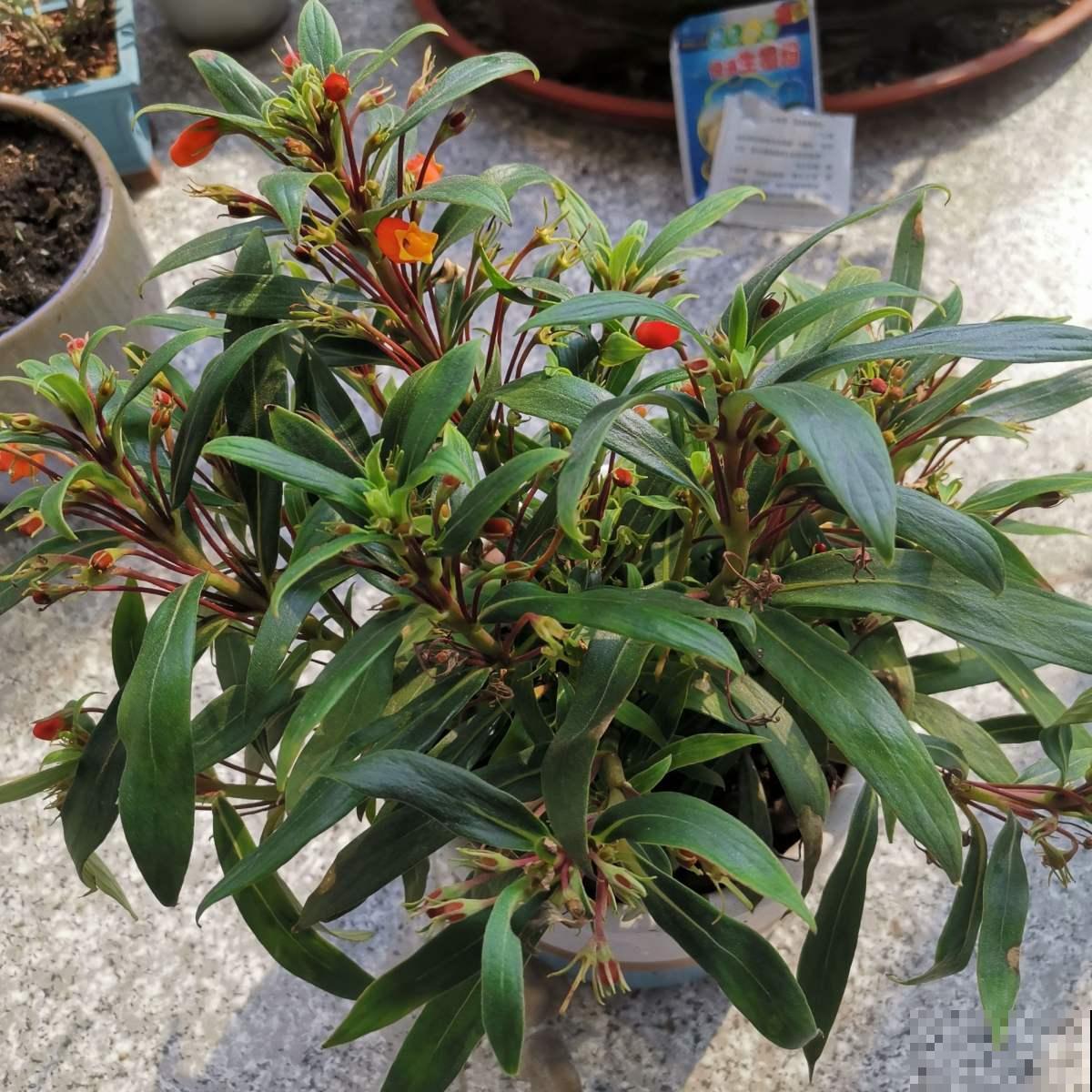 这花是大岩桐的“亲戚”，但模样却大不相同，开花太精致了！