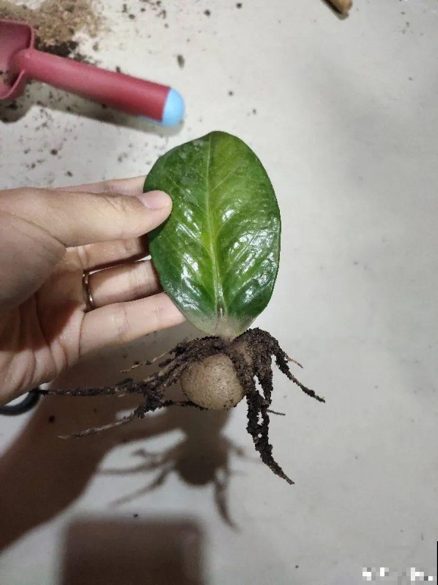 开完花的蟹爪兰，叶子摘一摘，放在梳子上遇水就生根！