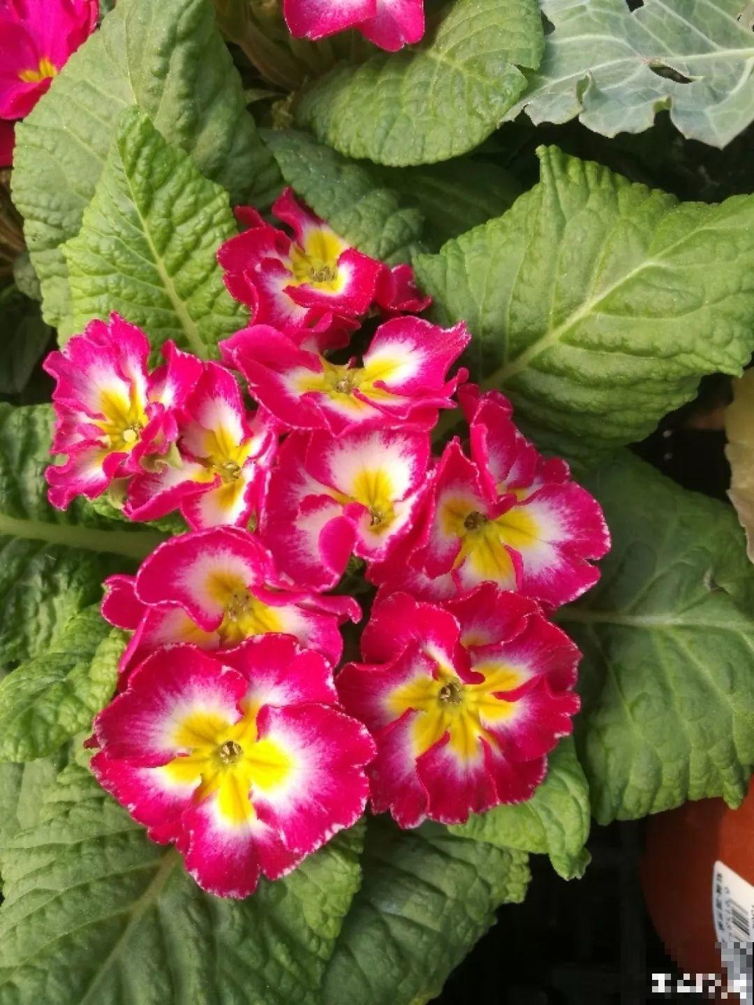 10种过年养的花，花市找不到，谁见了都稀罕！