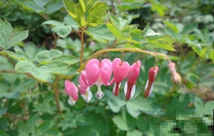 开花像“小荷包”的花，叶子却像牡丹，特吸引人