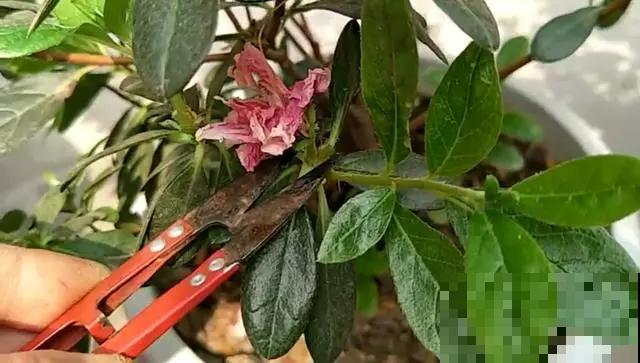 春天养花，别乱修剪，小心一年不开花