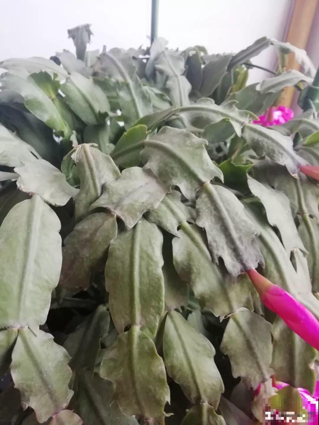 假期延长20天，家里的花全都蔫巴巴，抓紧救，还能活！