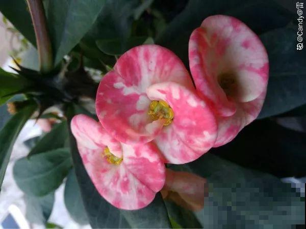 最长寿的9种花，一年四季都在开，剪了之后还能接着开！