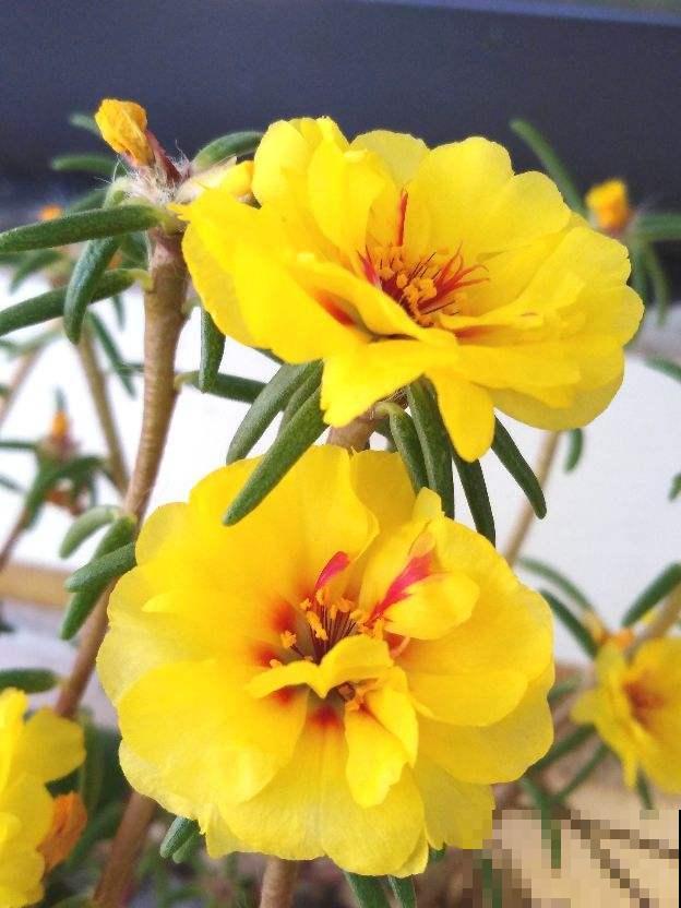这花把叶子剁成5段，插到土里浇透水，3天生根，7天爆盆