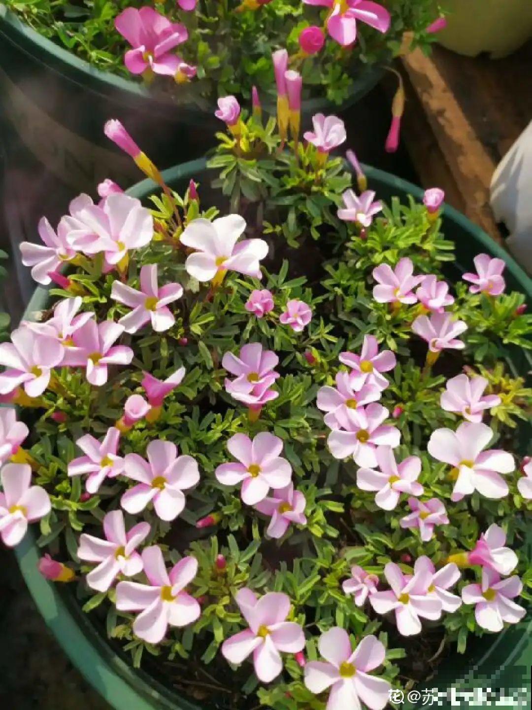 春天养花就选玛格丽塔，花期长、花量大，爆满小阳台！
