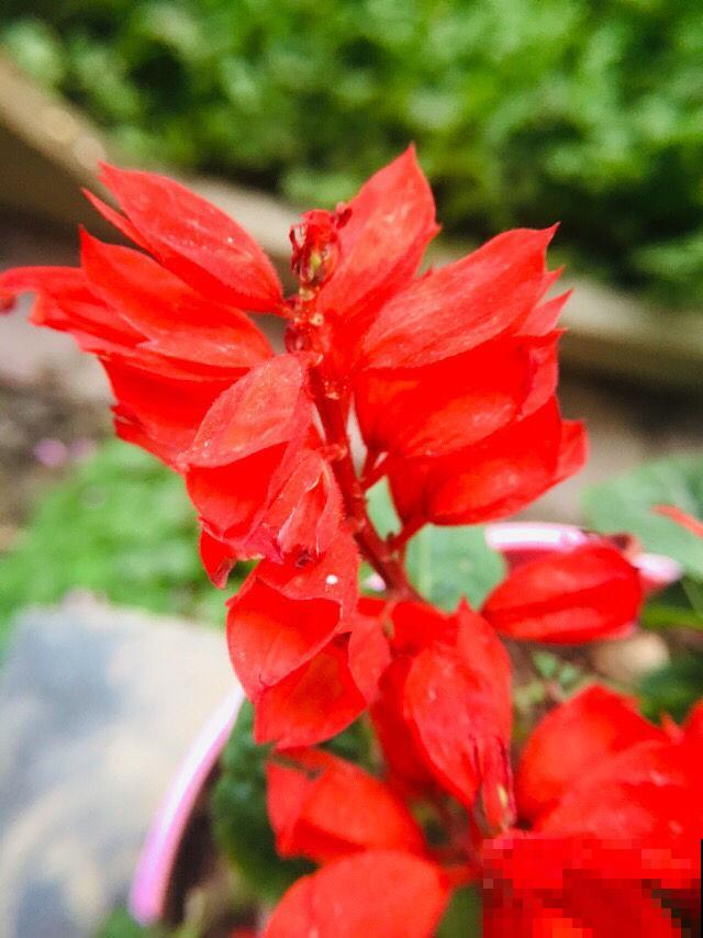 陪我们从小长大的4种花，每一种都是一个记忆，你养过哪几种？