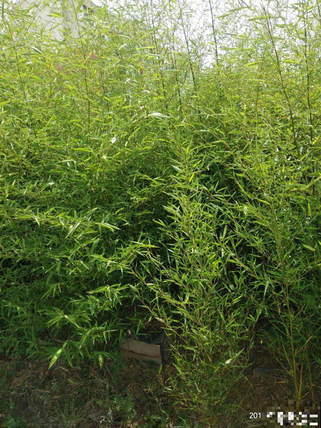 这7种带“竹”字的花，家里养一盆，日子节节高升！