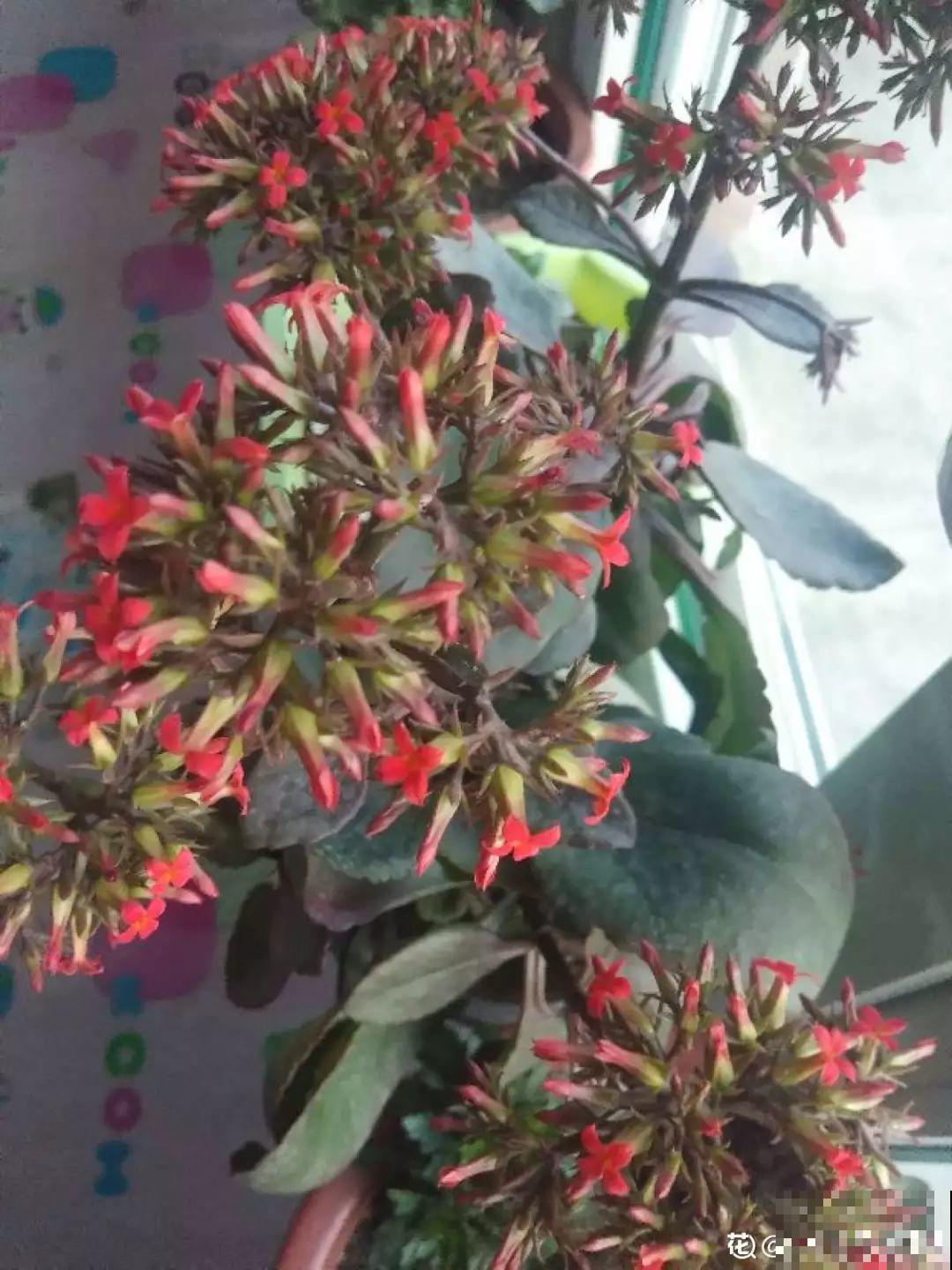 这花一旦重瓣，简直美爆了，怪不得人人爱！