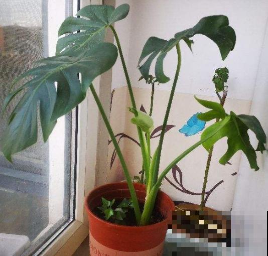 家里有这3种花，不要乱晒太阳，一晒叶子就发黄！