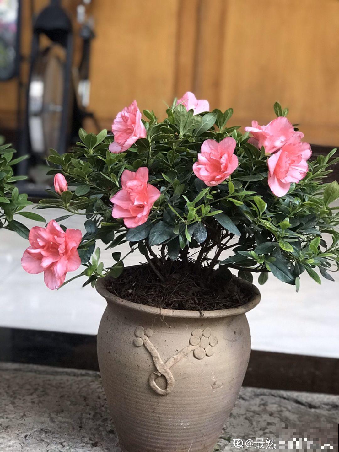 家里养这花，盆越小花越多，大冬天也能呼呼开！