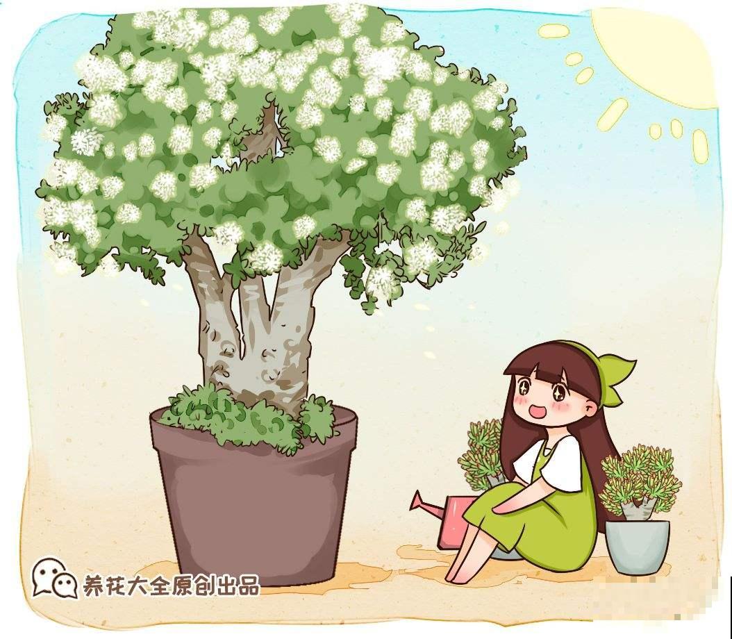 这3种花都是“厚脸皮”，棉布擦一擦，叶子亮得直反光