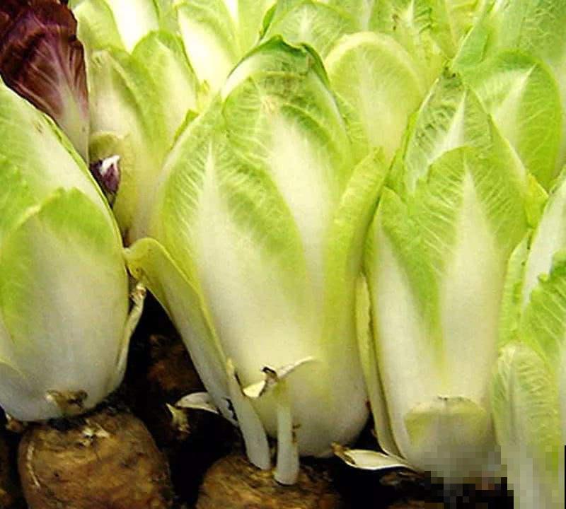 买几棵这蔬菜，简直是拥有聚宝盆，吃完还能往外长！