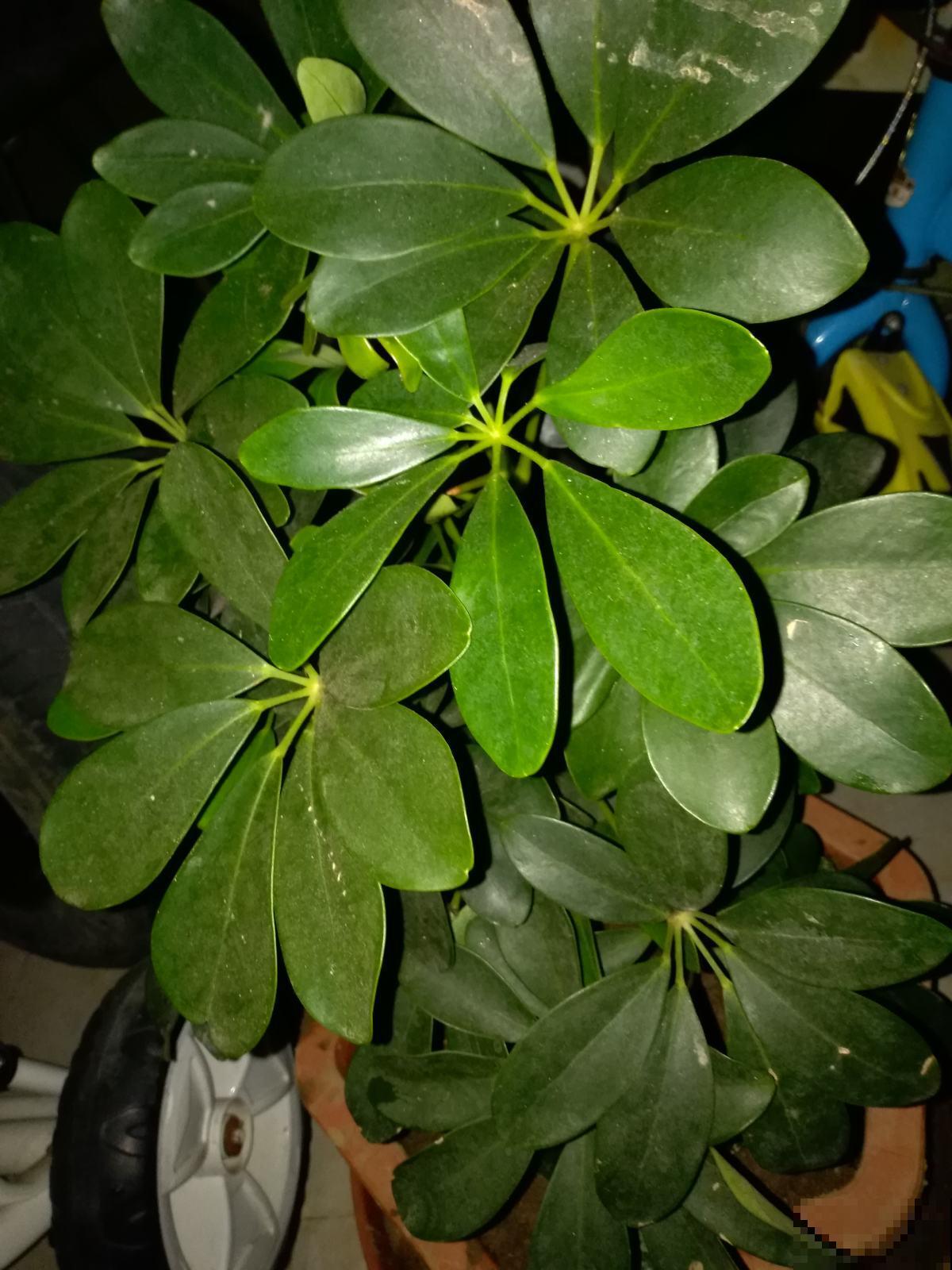 这花最适合冬天养，净化空气能力比绿萝好，还能杀菌吸废气！