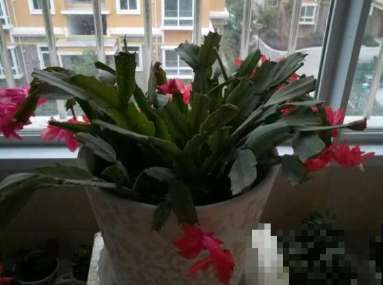 家里有这3种花，开完后赶紧剪一刀，还能再开一茬！