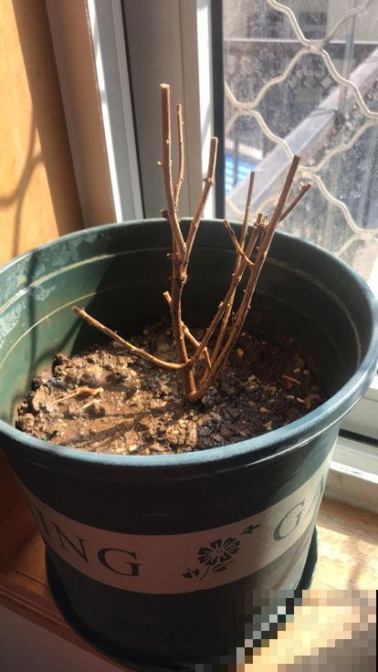 网购花卉要擦亮眼，别被图片蒙蔽，还是谨慎点好