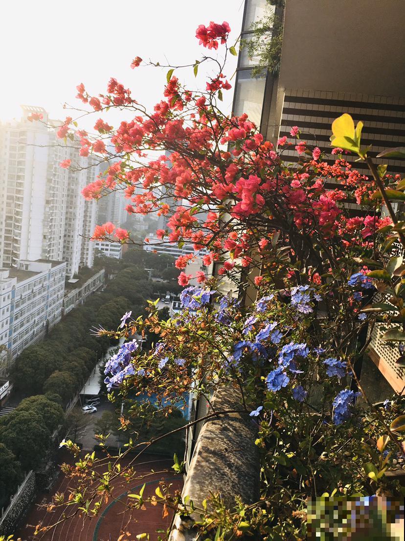 “三种花瀑布”，住楼房也能养，半年花朵开满墙