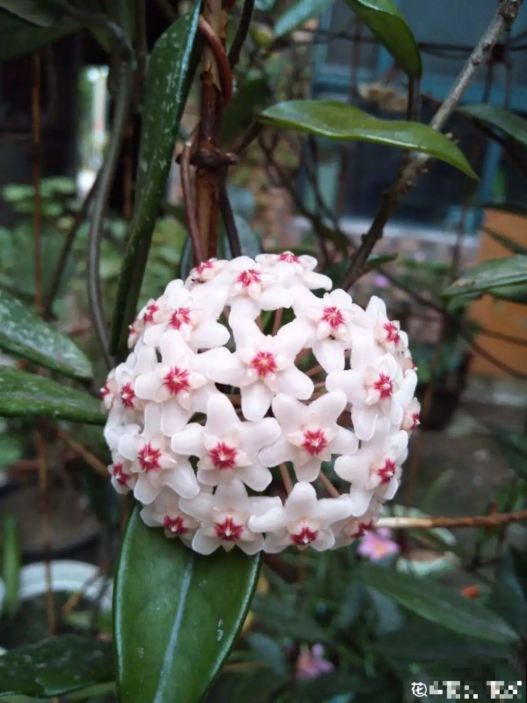 这花超耐阴，没光也能爬满墙，依次开花几十朵！