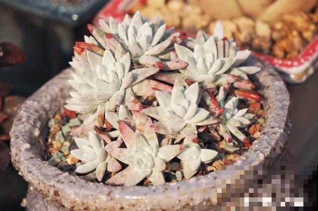 4年多肉迷的养肉技巧，从小白到高手，是如何炼成的！（上）