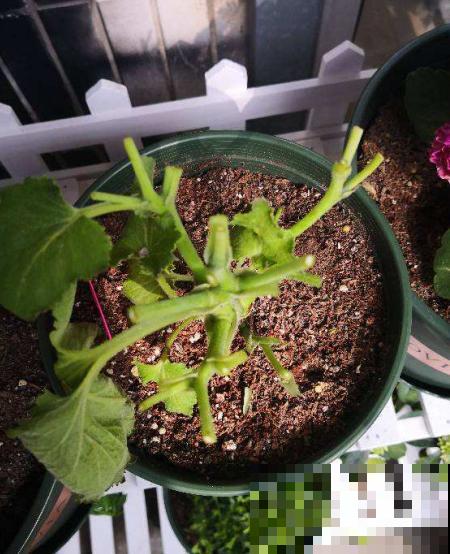 植物养着养着就死了，其实砍一刀就解决，一周就呼呼冒新芽！
