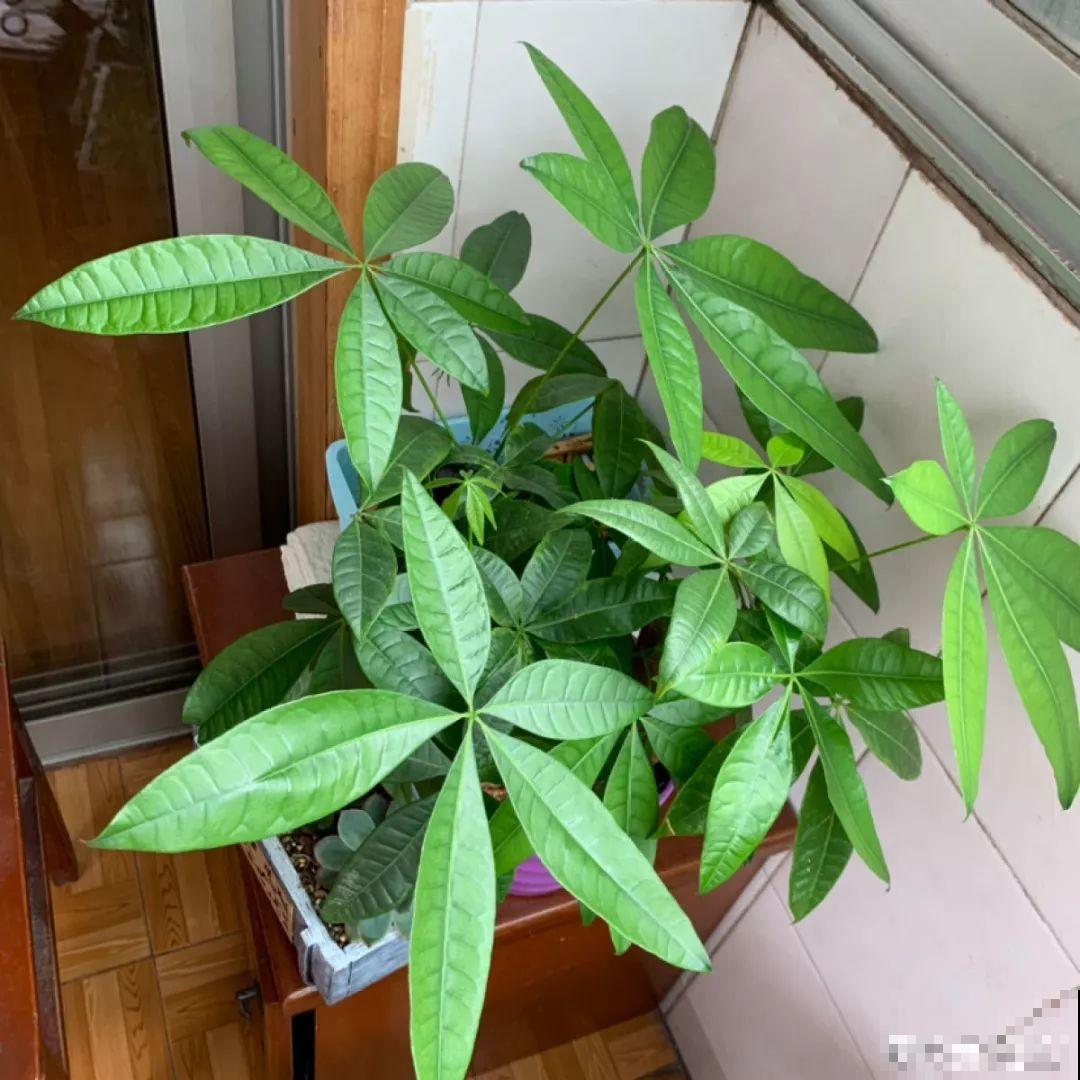 春天给花1盆水，疯长拦不住，开满整个阳台！