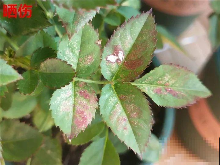 花变成这样，立马剪撒点粉，否则撑不过7天！