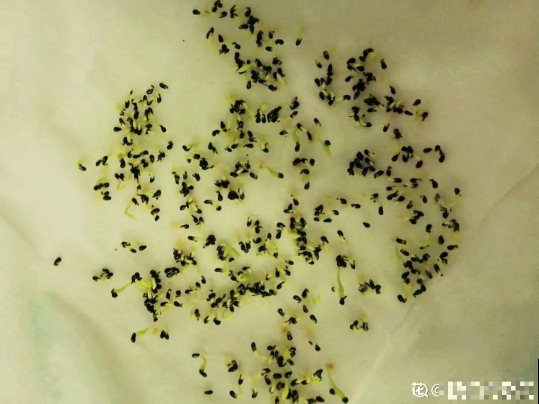 这水果太贵了，吃完留下核，还能种盆栽！