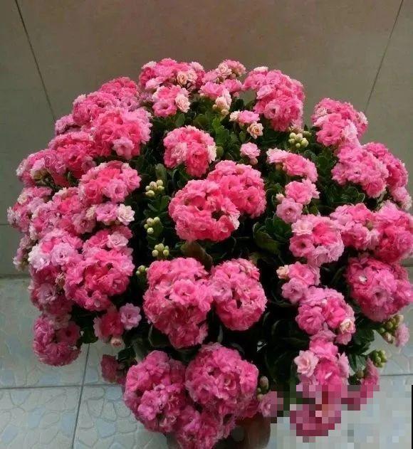 1棵长寿花，冒出124个花箭，开花开成大锅盖，咋养的？