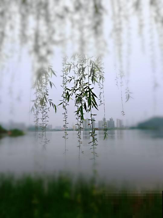 “4种”自制生根水，原材料都在厨房，枝条泡一泡，白根呼呼冒