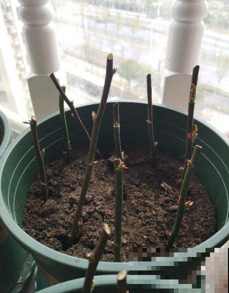 为何这些植物很少有人播种？原来是这原因，总算明白了！